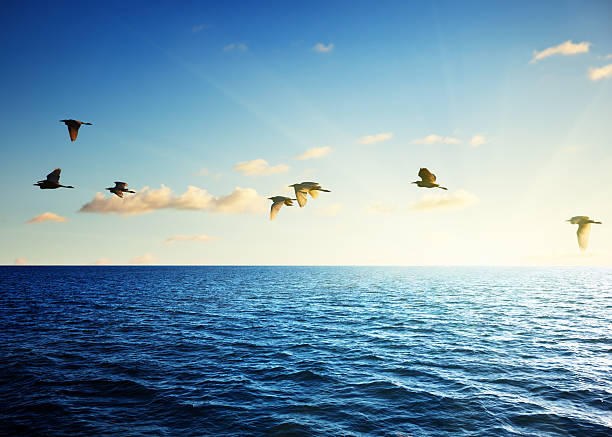 istock birds and caribbean sea 136245663