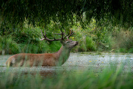 A Red Deer cooling off while grabbing a bite to eat