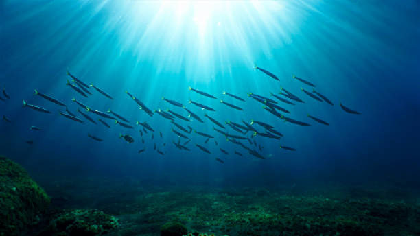 istock Barracudas in rays of sunlight 1362456709