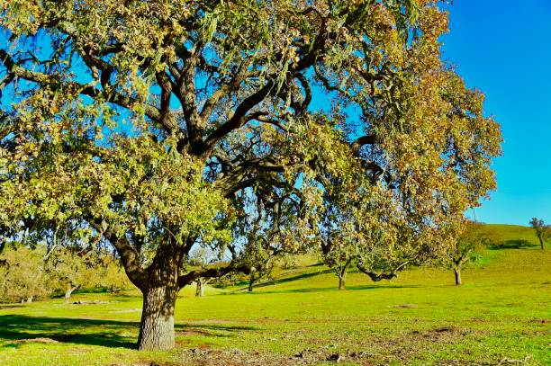 istock California Central Coast 1362457755