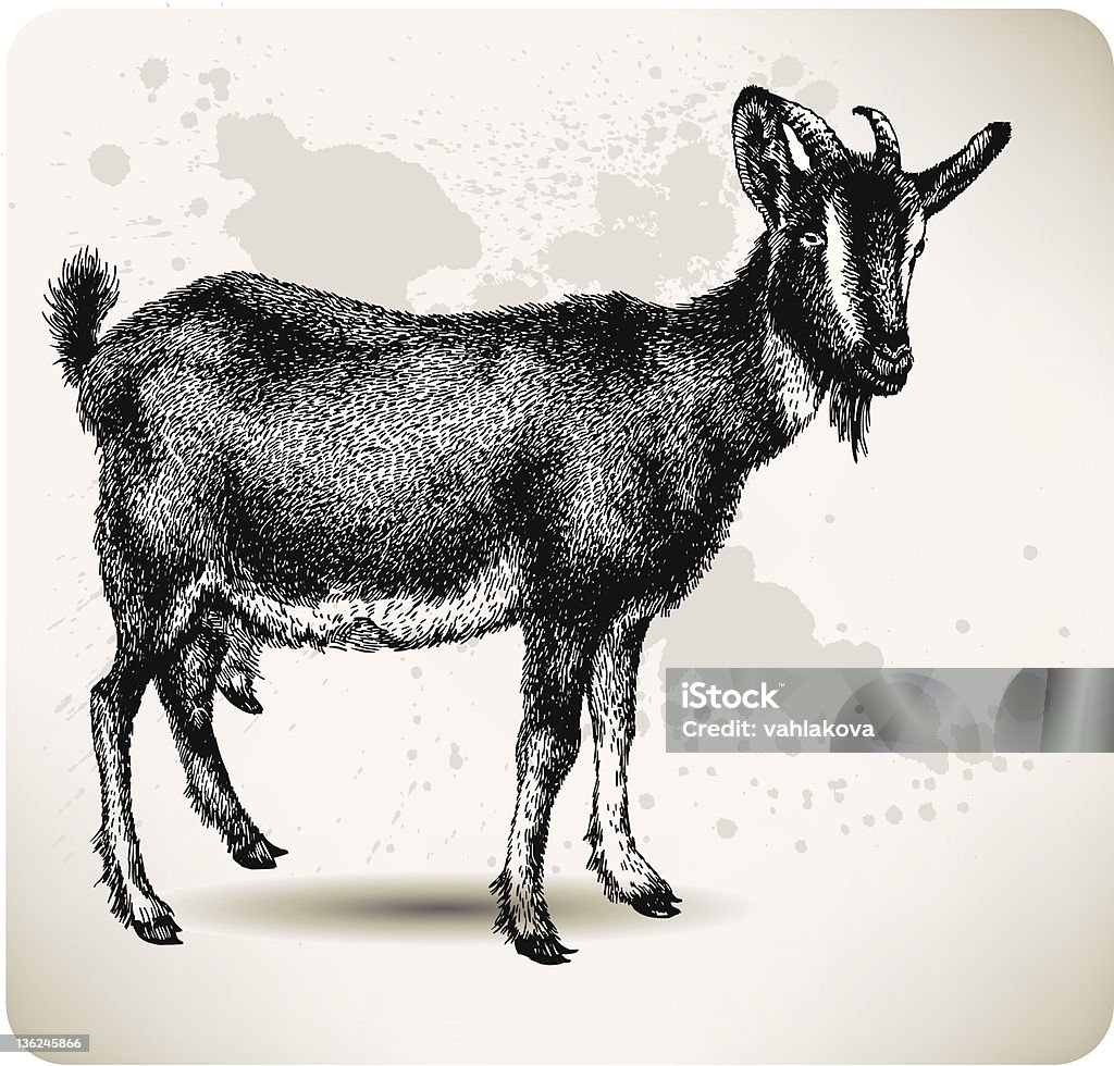 Black goat with horns, hand-drawing. Vector illustration. Animal stock vector