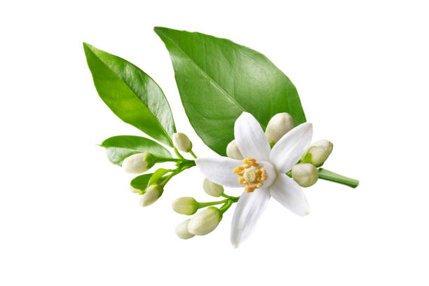 orange tree white flowers isolated on white - citrus fruit imagens e fotografias de stock