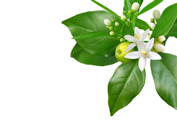 istock Orange flowers, buds, leaves and fruit corner isolated on white 1362458865