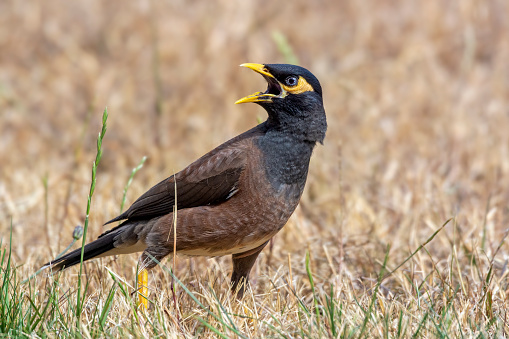 Common Myna bird with mouth open