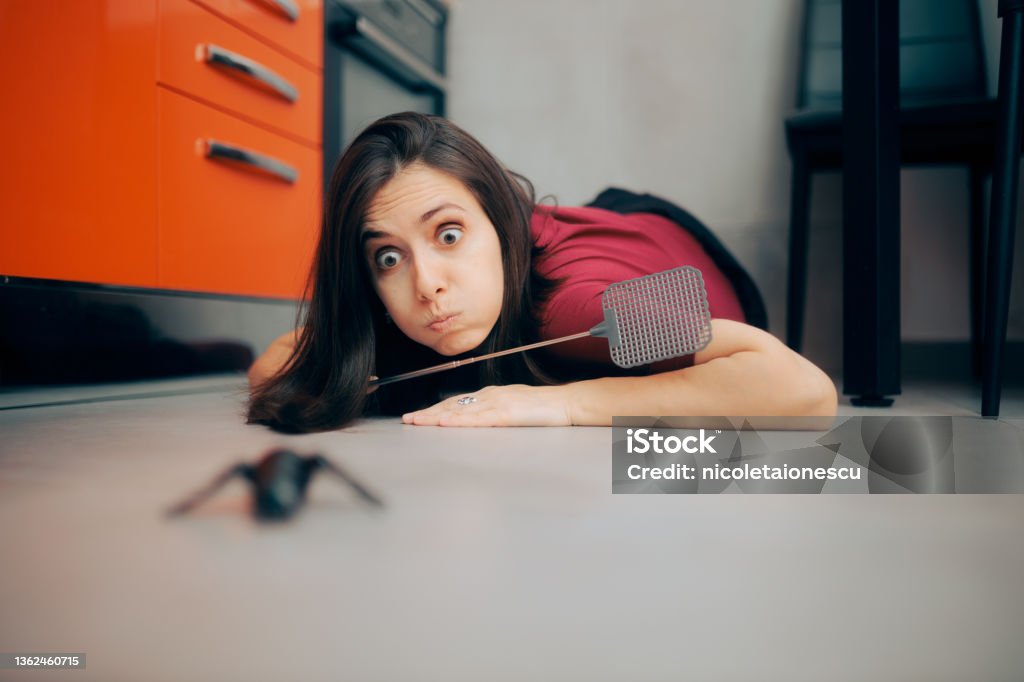 Woman Following a Big Insect on the Kitchen Floor Homeowner using a fly swatter chasing a huge ant Pest Control Equipment Stock Photo
