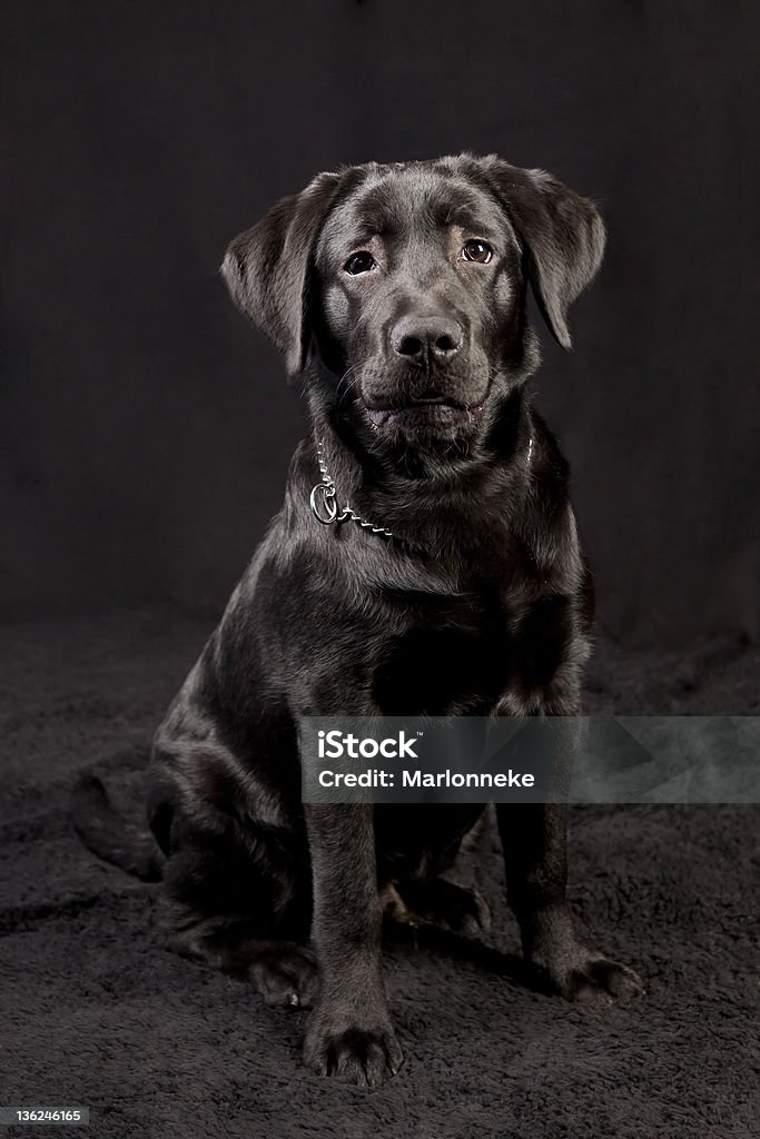 labrador puppy Labrador puppy on black background Animal Stock Photo