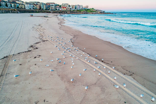istock Drone Photo of Maroubra Beach 1362461659