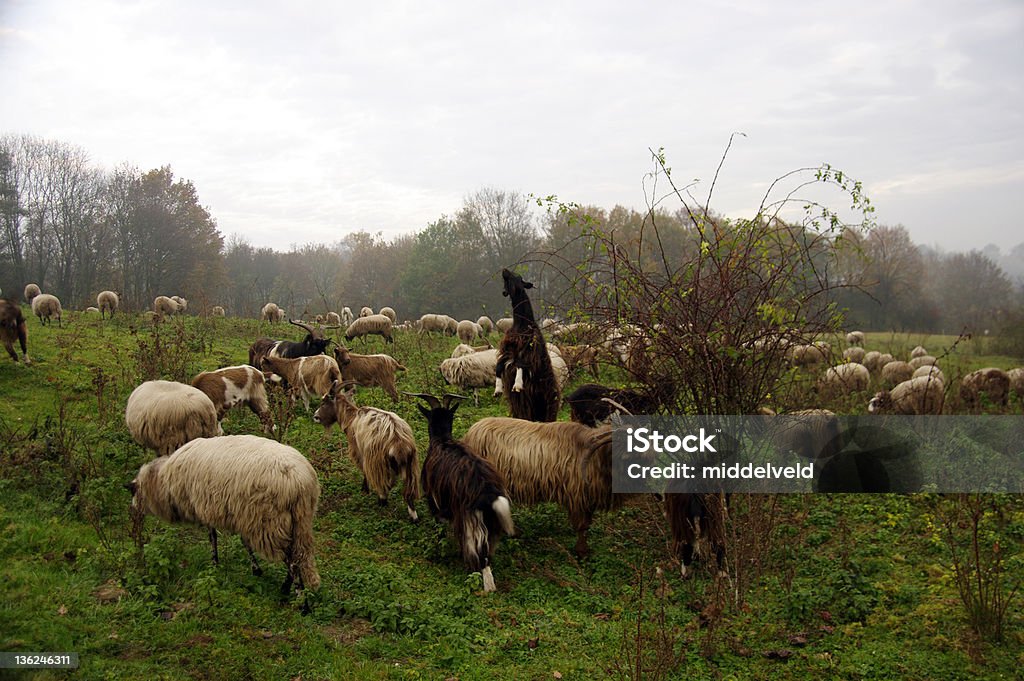 羊と gaot - かすみのロイヤリティフリーストックフォト