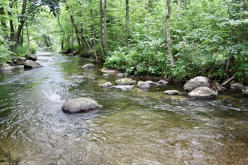 A woodland stream in summer in Wisconsin