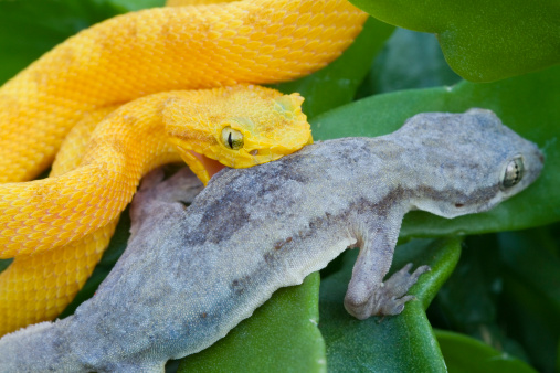 Yellow Eyelash Viper with Gecko