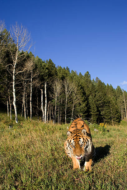 istock Siberian Tiger lays down by the forest edge 136246689