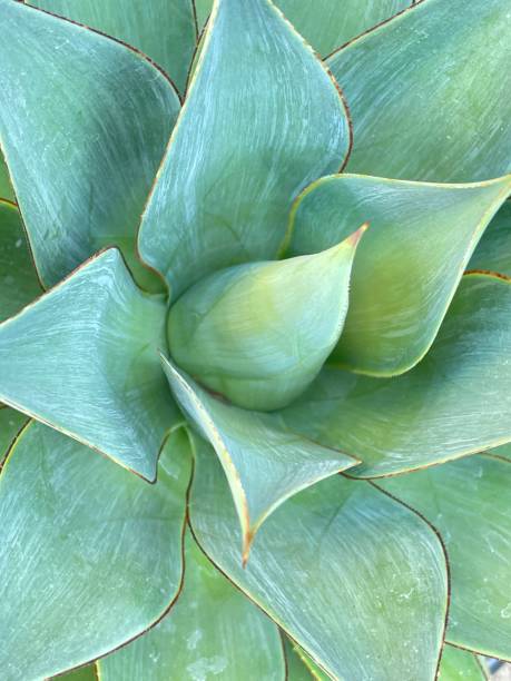 istock Close Up of an Agave Plant 1362471344