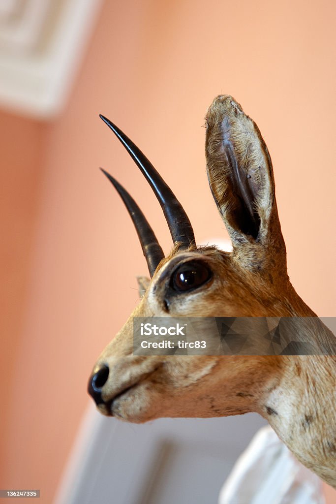 Deer's head auf einem an der Wand - Lizenzfrei Braun Stock-Foto