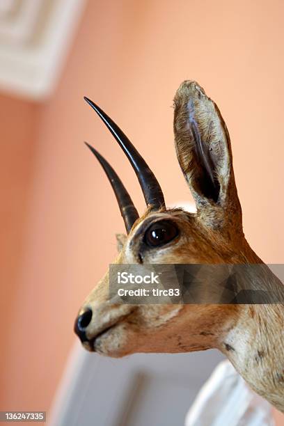 Deers Head Auf Einem An Der Wand Stockfoto und mehr Bilder von Braun - Braun, Fotografie, Geweih