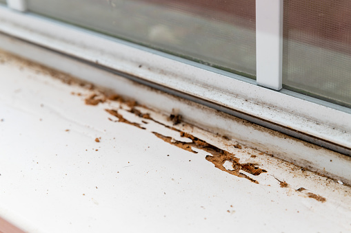 Termite damage visible on window sill of house.