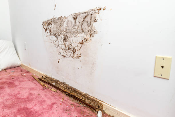 istock Termite and water damage on wall and baseboard of home 1362474416
