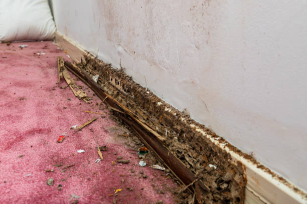 istock Wall baseboard damaged by termites and water 1362474440