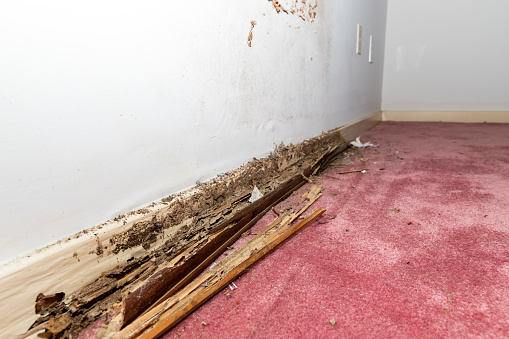 Termite and water damage to baseboard of house