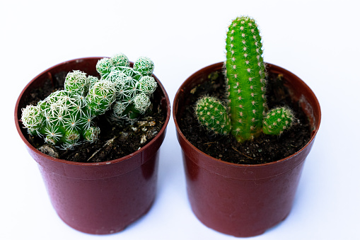 Mini-cacti are a great option for those who want to bring some green to their home, as a decoration, even without having time to care, that`s why they are in fashion.