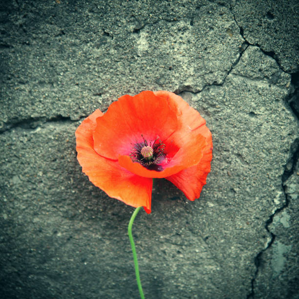 istock Poppy Flower closeup 1362476773