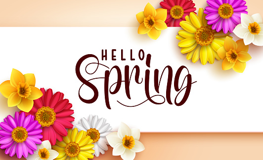 Spring floral vector template design. Hello spring greeting text in white banner space with colorful chamomile and daffodil flowers for bloom season celebration messages. Vector illustration.