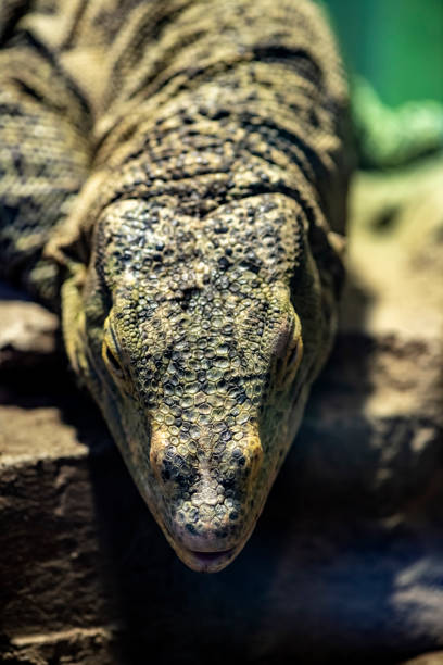 istock Gray's monitor resting 1362477118