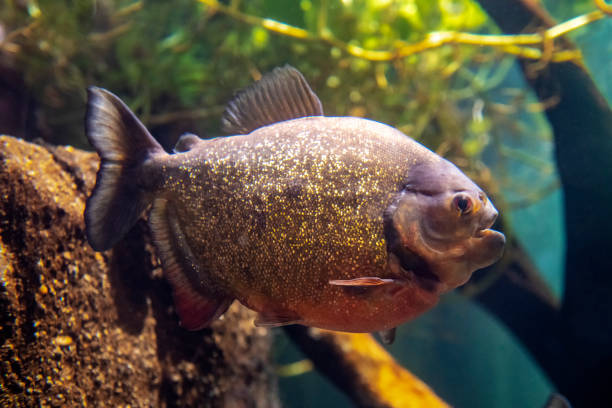 istock Red-Bellied Piranha swimming 1362477124