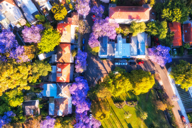D Jacar street park corner Green leafy park and quiet residential streets in Kirribilli suburb of Sydney during jacaranda blossoming season - aerial top down view. duplex photos stock pictures, royalty-free photos & images