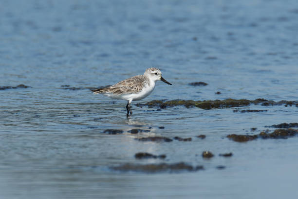 istock Spoon-billed Sandpiper standing in the water 1362477896