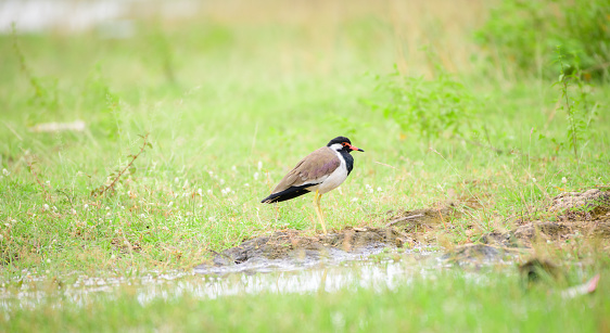 Red-wattled lapwing bird standing idle and resting close to a small water puddle in the grass field.