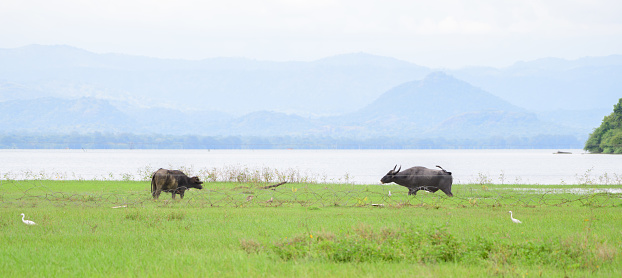 Pair of wild water buffalos about to lock horns behind the iron barbed wire fence in Udawalawe national reservoir, Beautiful lake, and the misty mountain range in the background, landscape photograph.