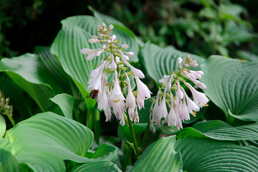 Hosta blooms with white fragrant flowers.Beautiful white flower close-up. Blooming white flower of Hosta on garden.blooming hosts with white buds beautiful background.The flowering of the hosta .
