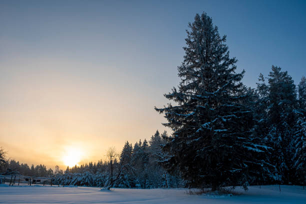 istock Early winter morning in a wilderness 1362480062