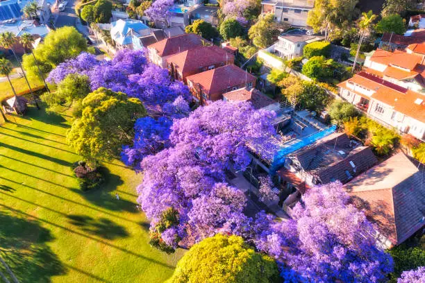 Blossoming Jacaranda trees in residential suburb Kirribilli of North Sydney - spring time season aerial cityscape view.