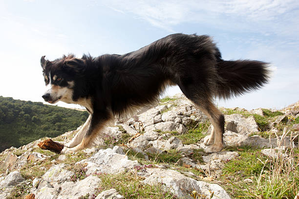 istock Border collie close up sky background 136248244