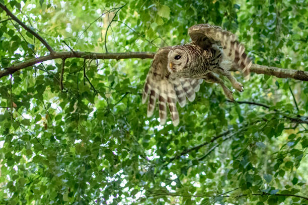 istock barred owl in flight, Richmond, BC, Canada 1362482905