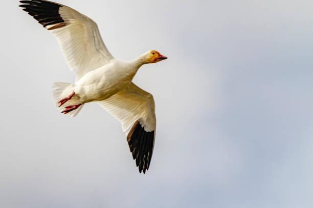 istock snow goose flying in the sky 1362482923