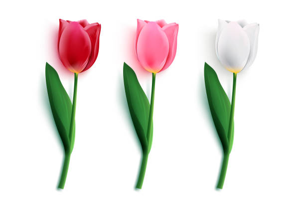Tulips flower vector element set. Tulip flowers collection in pink and red colors with green leaves and stem element for romantic object and floral ornament design. Tulips flower vector element set. Tulip flowers collection in pink and red colors with green leaves and stem element for romantic object and floral ornament design.  Vector illustration. white tulips stock illustrations