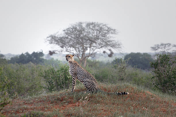 istock Cheetah in the wilds of Kenya 136248357