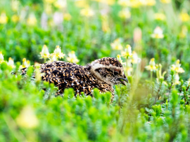 istock rock ptarmigan chick in the flower field 1362485632