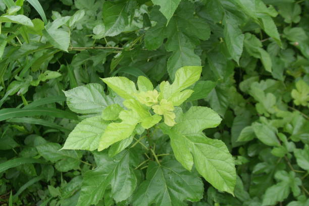 「桑茶(マルベリー葉茶)」の有機農業マルベリーの葉、クローズアップ写真。 - mulberry ストックフォトと画像