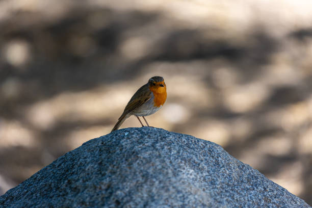 Robin (Erithacus rubecula)