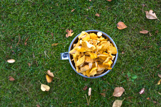 Newly picked yellow chantarelles stock photo