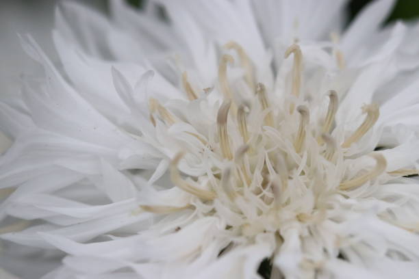 White ivory colored Cornflower (Roger's bronze leaf) super macro close up photograph.