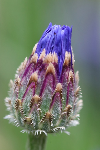 Beautiful blue purple colored Schiller Peruviana blossom closeup macro photograph