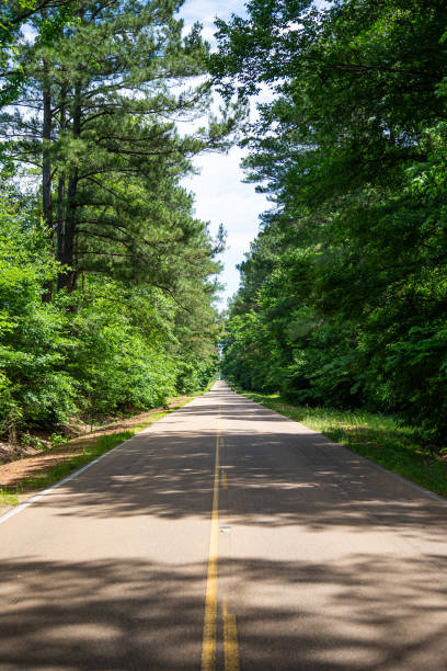 istock Rural tree-lined road in the United States 1362492541