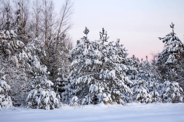 image hivernale d’épicéas. journée glaciale, scène hivernale calme. superbe photo de la zone sauvage. concept touristique. - tranquil scene tree sunset snow photos et images de collection