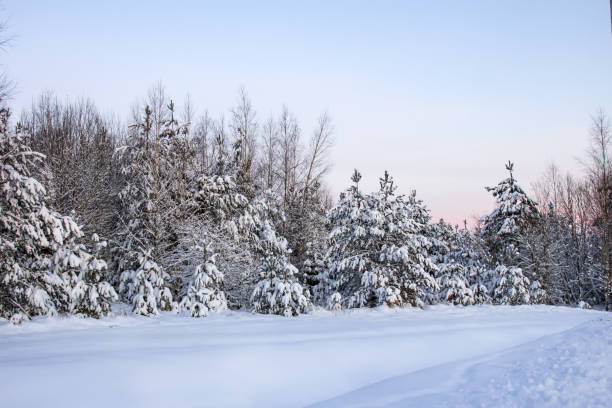 image hivernale d’épicéas. journée glaciale, scène hivernale calme. superbe photo de la zone sauvage. concept touristique. - tranquil scene tree sunset snow photos et images de collection