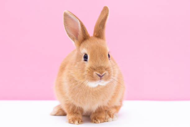istock A baby bunny rabbit looking around, on white and pink background. Lovely bunny rabbit. 1362493359