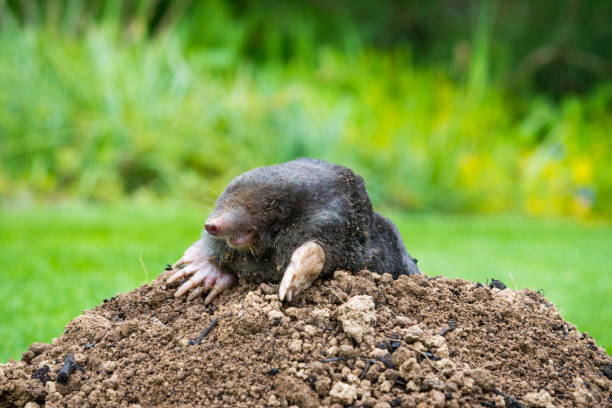 istock Mole peeking from the mole hill in the garden 1362494212